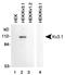 Potassium voltage-gated channel subfamily C member 1 antibody, TA336758, Origene, Western Blot image 