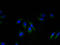 Neuropeptides B And W Receptor 2 antibody, A63038-100, Epigentek, Immunofluorescence image 