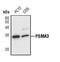 Proteasome subunit alpha type-3 antibody, PA5-17305, Invitrogen Antibodies, Western Blot image 