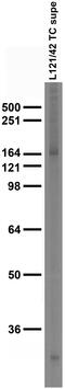 Nitric Oxide Synthase 1 antibody, 75-481, Antibodies Incorporated, Western Blot image 