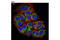 A-Kinase Anchoring Protein 1 antibody, 5203S, Cell Signaling Technology, Immunocytochemistry image 