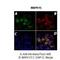 ERK8 antibody, NBP1-56789, Novus Biologicals, Immunofluorescence image 