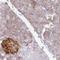 AMP deaminase 2 antibody, HPA045760, Atlas Antibodies, Immunohistochemistry frozen image 