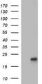 LIM Domain Only 2 antibody, CF506133, Origene, Western Blot image 