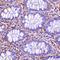 Septin-4 antibody, orb74474, Biorbyt, Immunohistochemistry paraffin image 