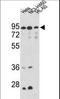 HMP antibody, LS-C165222, Lifespan Biosciences, Western Blot image 
