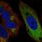 Cell Cycle Progression 1 antibody, PA5-64929, Invitrogen Antibodies, Immunofluorescence image 
