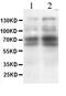 Selectin L antibody, GTX11664, GeneTex, Western Blot image 