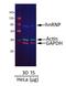 IgG-heavy and light chain antibody, A90-337D2, Bethyl Labs, Western Blot image 