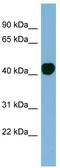 mH2A1 antibody, TA344391, Origene, Western Blot image 