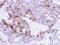 Glutamate-Ammonia Ligase antibody, GTX109121, GeneTex, Immunohistochemistry paraffin image 