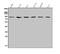 MDM2 Proto-Oncogene antibody, A00054-2, Boster Biological Technology, Western Blot image 
