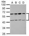 Single Ig And TIR Domain Containing antibody, GTX105412, GeneTex, Western Blot image 