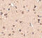 SLIT And NTRK Like Family Member 6 antibody, 4481, ProSci, Immunohistochemistry paraffin image 