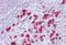 Triokinase And FMN Cyclase antibody, NBP1-54881, Novus Biologicals, Immunohistochemistry frozen image 