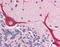 Interleukin 23 Subunit Alpha antibody, TA317789, Origene, Immunohistochemistry frozen image 