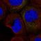 Colony Stimulating Factor 2 antibody, HPA057404, Atlas Antibodies, Immunocytochemistry image 