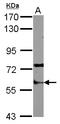 Staufen Double-Stranded RNA Binding Protein 1 antibody, LS-C155391, Lifespan Biosciences, Western Blot image 
