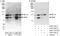Interleukin Enhancer Binding Factor 3 antibody, A303-119A, Bethyl Labs, Immunoprecipitation image 