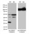 Mitochondrial Ribosomal Protein S7 antibody, LS-C796884, Lifespan Biosciences, Western Blot image 