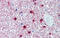 HNF-6 antibody, ARP38481_P050, Aviva Systems Biology, Immunohistochemistry frozen image 
