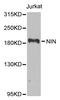 Ninein antibody, A8215, ABclonal Technology, Western Blot image 