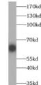 ATP-dependent DNA helicase Q5 antibody, FNab07227, FineTest, Western Blot image 