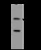 Corneodesmosin antibody, 203897-T32, Sino Biological, Western Blot image 