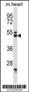 Synaptotagmin VII antibody, 57-659, ProSci, Western Blot image 