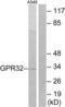 Probable G-protein coupled receptor 32 antibody, LS-C120716, Lifespan Biosciences, Western Blot image 