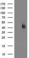 RNA-binding protein Musashi homolog 1 antibody, TA502254S, Origene, Western Blot image 