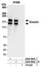CG1 antibody, A304-384A, Bethyl Labs, Immunoprecipitation image 