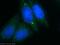 F-Box Protein 32 antibody, 12866-1-AP, Proteintech Group, Immunofluorescence image 