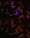Amphiphysin antibody, GTX32438, GeneTex, Immunofluorescence image 
