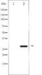 BCL2 antibody, TA325261, Origene, Western Blot image 