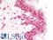 E3 ubiquitin-protein ligase BRE1A antibody, LS-B10108, Lifespan Biosciences, Immunohistochemistry frozen image 