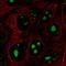 SREK1 Interacting Protein 1 antibody, HPA062853, Atlas Antibodies, Immunocytochemistry image 