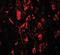 Leucine Rich Repeat Transmembrane Neuronal 4 antibody, orb95592, Biorbyt, Immunofluorescence image 