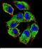 Protein naked cuticle homolog 2 antibody, PA5-48336, Invitrogen Antibodies, Immunofluorescence image 