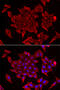 Mitochondrial import inner membrane translocase subunit Tim17-A antibody, 15-082, ProSci, Immunofluorescence image 