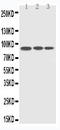 Cell cycle serine/threonine-protein kinase CDC5/MSD2 antibody, LS-C313241, Lifespan Biosciences, Western Blot image 