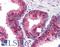 Birc3 antibody, LS-B179, Lifespan Biosciences, Immunohistochemistry paraffin image 