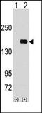 Pumilio RNA Binding Family Member 1 antibody, AP14216PU-N, Origene, Western Blot image 