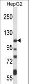 ATPase Plasma Membrane Ca2+ Transporting 4 antibody, LS-C156650, Lifespan Biosciences, Western Blot image 