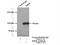 Meiosis Regulator For Oocyte Development antibody, 20826-1-AP, Proteintech Group, Immunoprecipitation image 