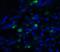 Trefoil Factor 3 antibody, 6113, ProSci, Immunofluorescence image 