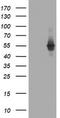 TAP Binding Protein Like antibody, LS-C174181, Lifespan Biosciences, Western Blot image 