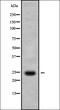 Interleukin-1 family member 7 antibody, orb336297, Biorbyt, Western Blot image 