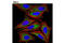 ATPase inhibitor, mitochondrial antibody, 13268P, Cell Signaling Technology, Immunofluorescence image 