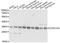 Coiled-Coil Domain Containing 124 antibody, A14436, ABclonal Technology, Western Blot image 